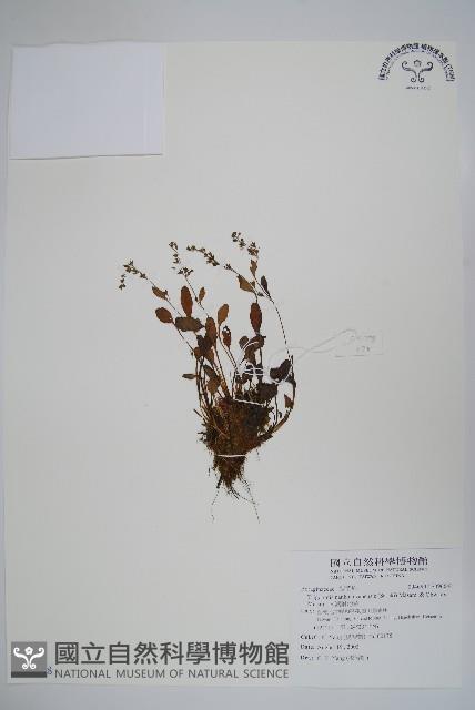 南湖附地草藏品圖，第1張