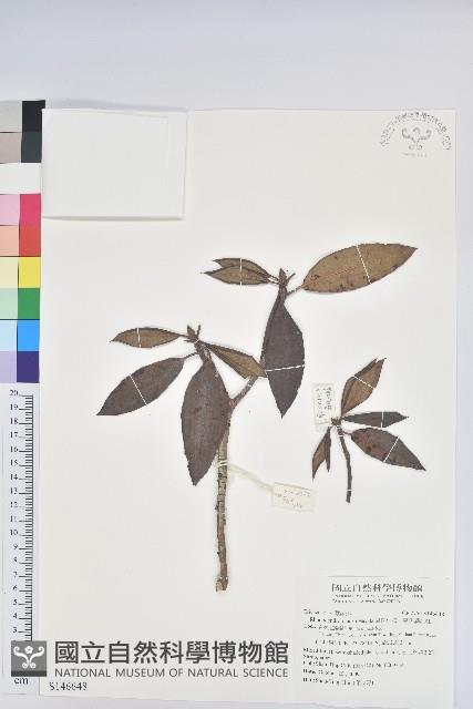 森氏杜鵑、森氏滿江紅藏品圖，第1張