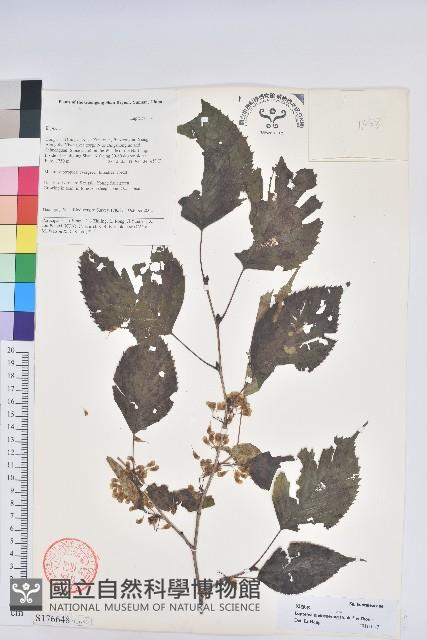 領春木藏品圖，第1張