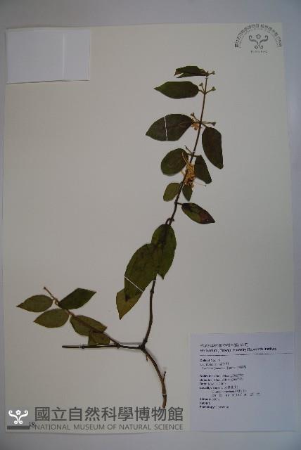 忍冬、金銀花藏品圖，第1張