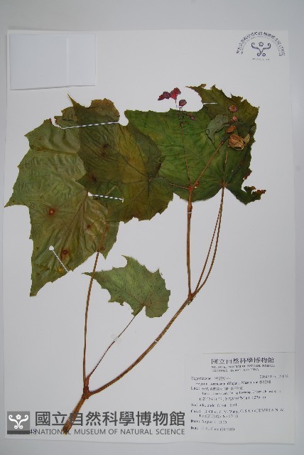 水鴨腳藏品圖，第1張