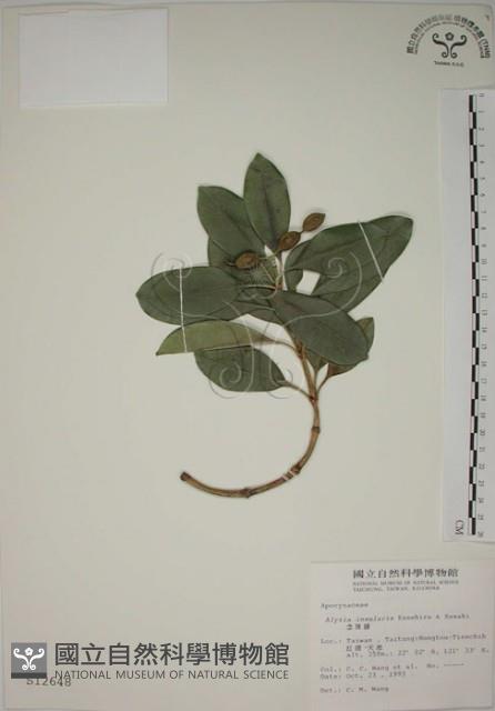 蘭嶼念珠藤藏品圖，第1張