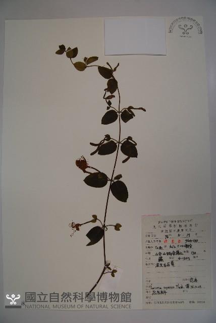 忍冬、金銀花藏品圖，第1張