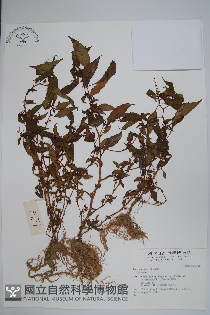 登錄號:S042648藏品圖，第1張