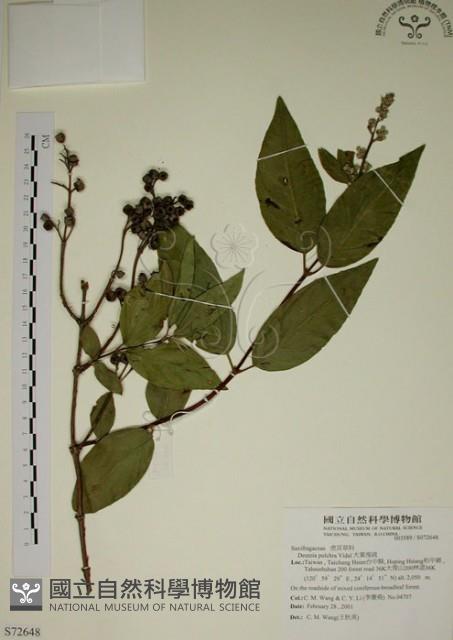 大葉溲疏藏品圖，第1張