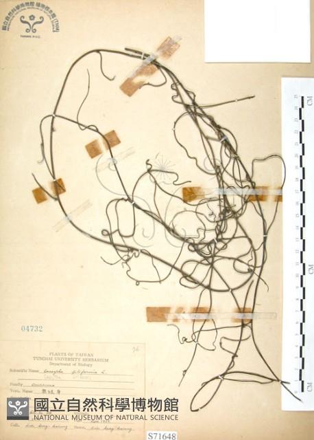 無根草藏品圖，第1張