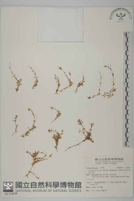 玉山卷耳藏品圖，第1張