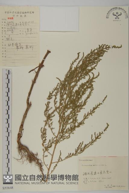 臭杏、土荊芥藏品圖，第1張