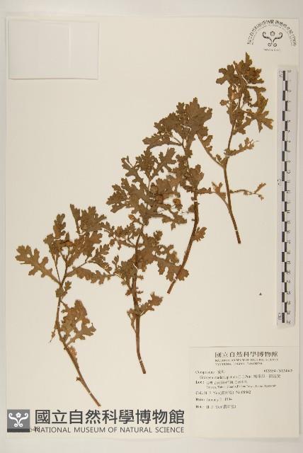 線球菊、田基黃藏品圖，第1張