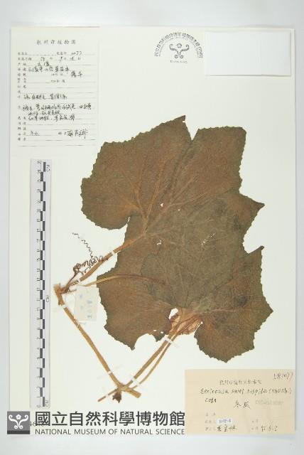 冬瓜藏品圖，第1張