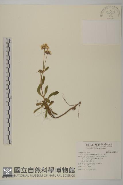 雪山馬蘭藏品圖，第1張