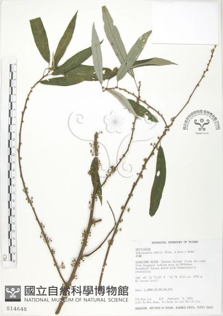 水麻藏品圖，第1張