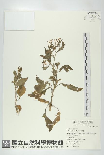 葶藶藏品圖，第1張