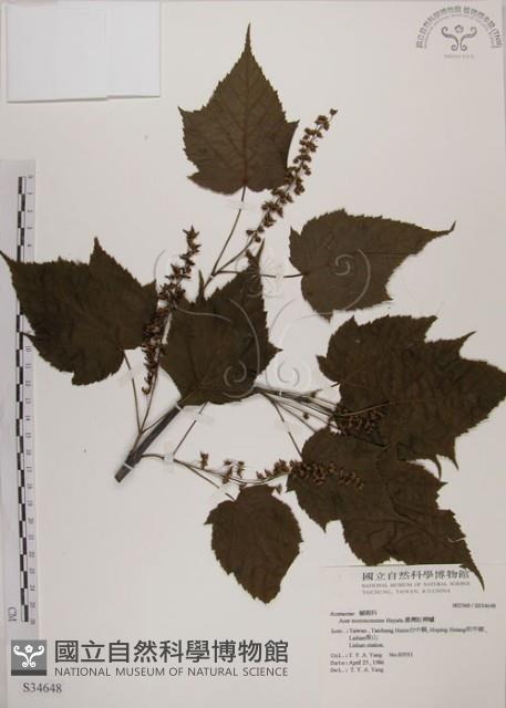 臺灣紅榨槭藏品圖，第1張