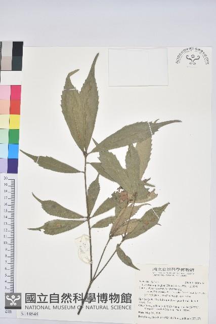 赤皮、赤皮椆藏品圖，第1張