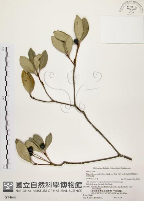 厚葉石斑木藏品圖，第1張