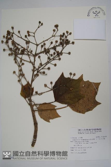 華參、裡白八角金盤藏品圖，第1張