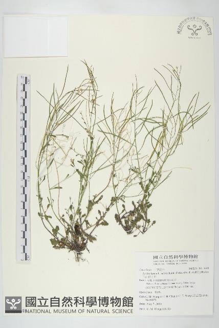 玉山筷子芥藏品圖，第1張