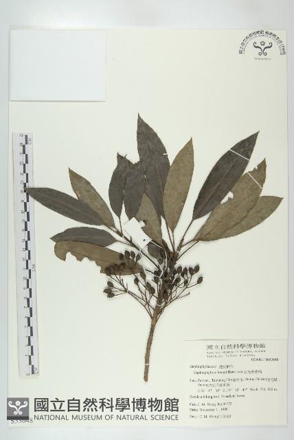 耿氏虎皮楠藏品圖，第1張