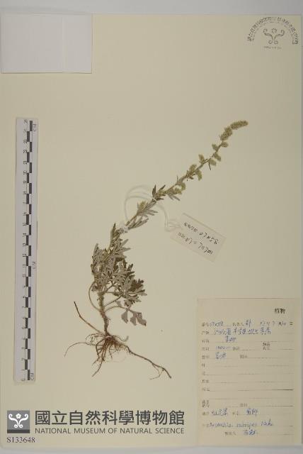 紅足蒿藏品圖，第1張