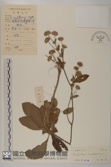 白花地膽草藏品圖，第1張