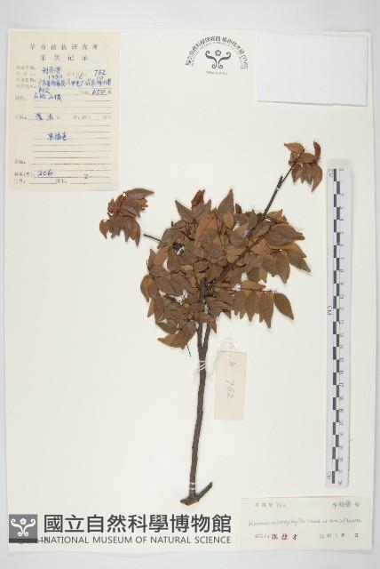 Accession Number:S043648 Collection Image, Figure 1, Total 3 Figures