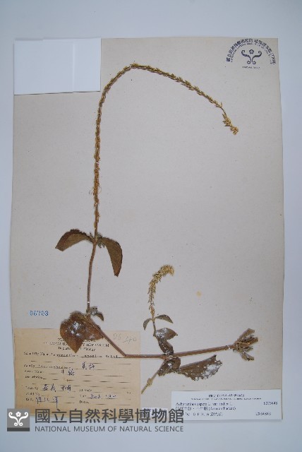 印度牛膝、土牛藤藏品圖，第1張