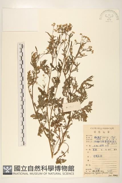 銀膠菊藏品圖，第1張
