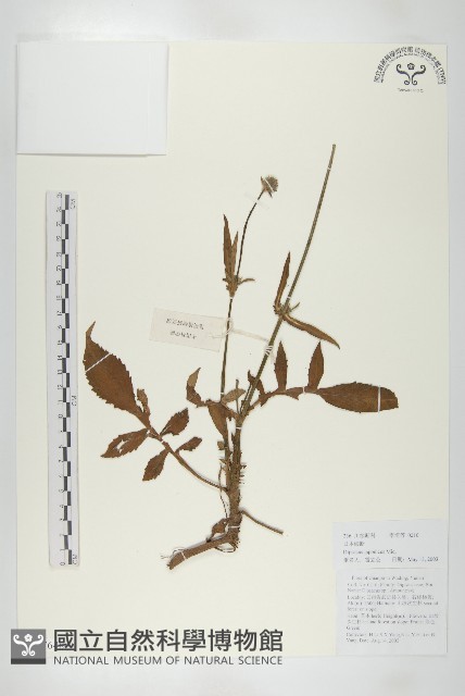 續斷藏品圖，第1張