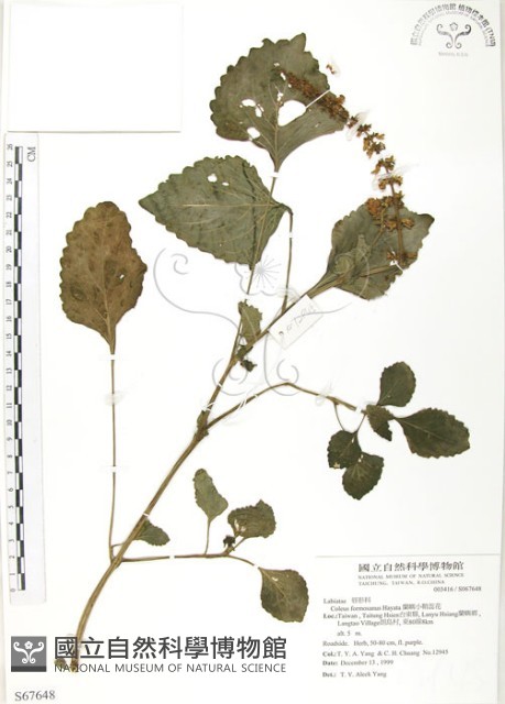 蘭嶼小鞘蕊花藏品圖，第1張
