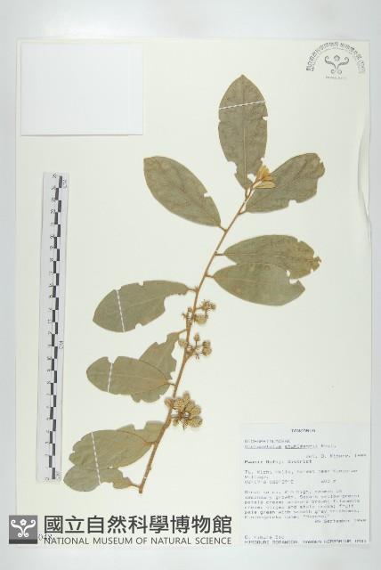 登錄號:S096048藏品圖，第1張