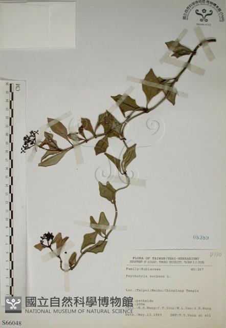 拎壁龍藏品圖，第1張