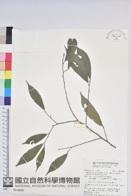 南投五月茶藏品圖，第1張