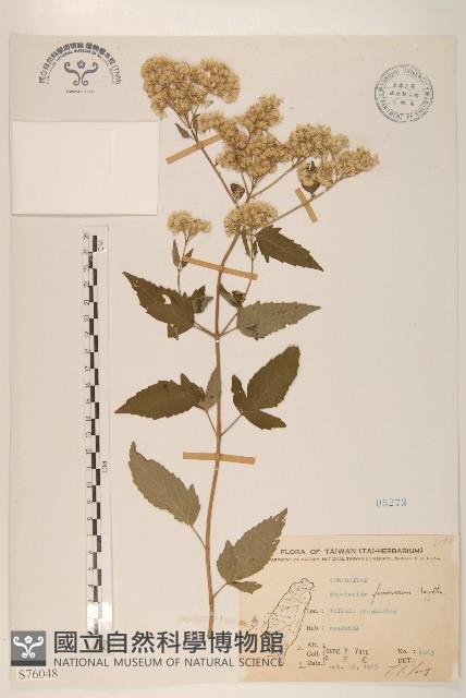 臺灣澤蘭藏品圖，第1張