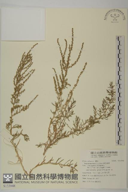 裸花鹼蓬藏品圖，第1張