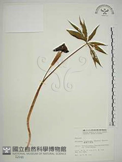 臺灣天南星藏品圖，第1張