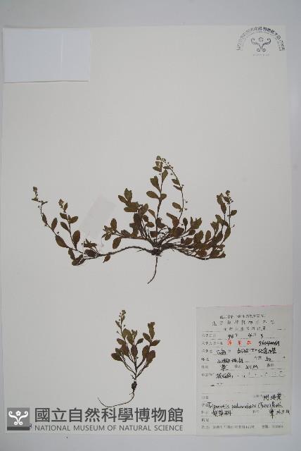 附地菜藏品圖，第1張