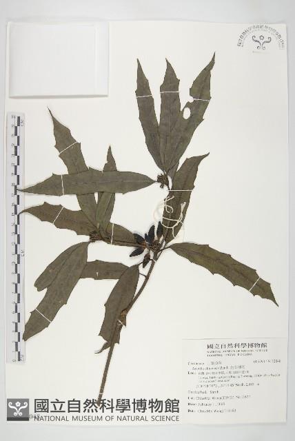 桃葉珊瑚藏品圖，第1張