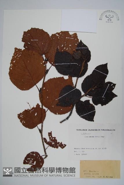 遼東赤楊，遼東榿木，毛赤楊藏品圖，第1張