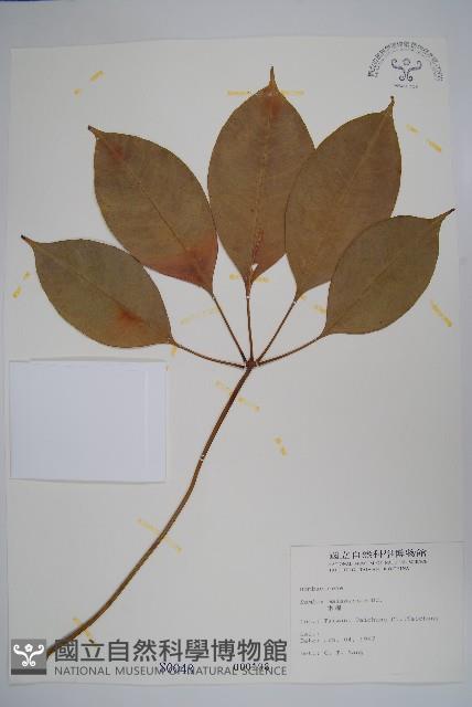 木棉、斑芝樹藏品圖，第1張