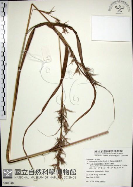 扭鞘香茅藏品圖，第1張