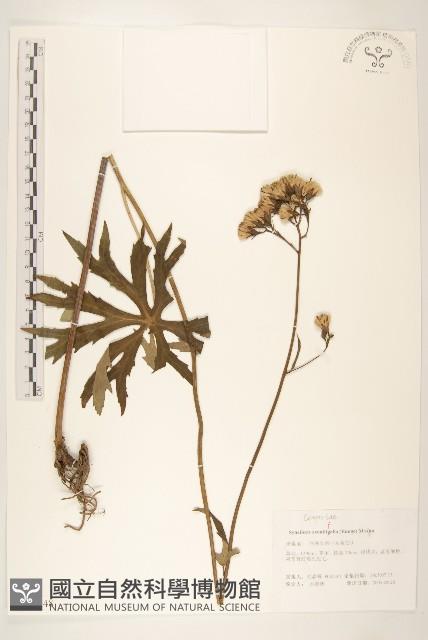 兔兒傘藏品圖，第1張