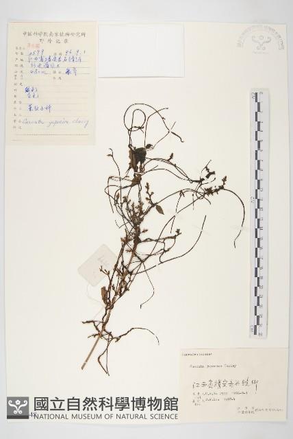 日本菟絲子藏品圖，第1張