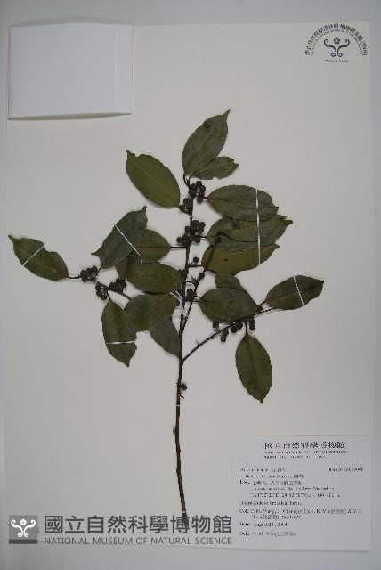 糊樗藏品圖，第1張