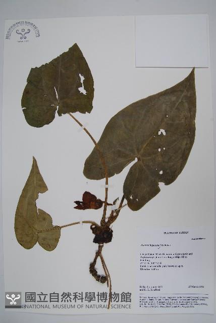 芋葉細辛藏品圖，第1張