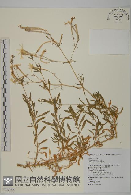 蠅子草藏品圖，第1張