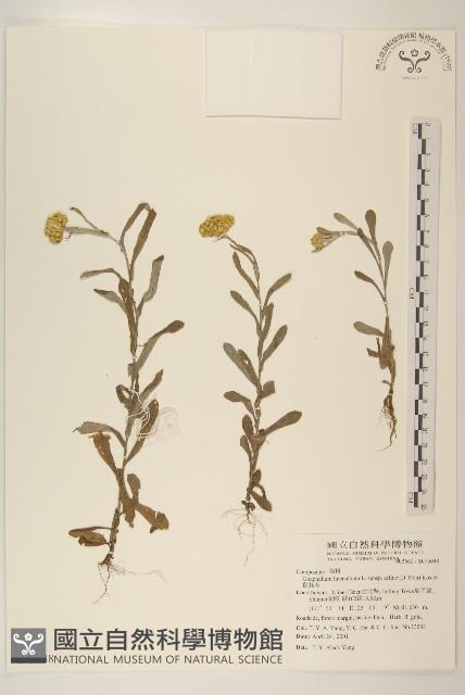 鼠麴草藏品圖，第1張