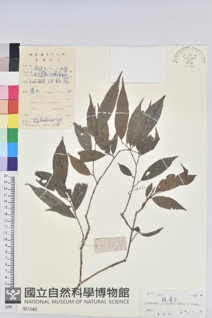 日本五月茶、南投五月茶藏品圖，第1張