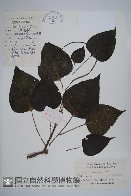 楸樹藏品圖，第1張