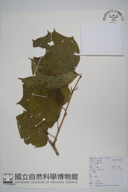 八角楓藏品圖，第1張